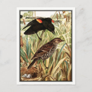 Red-Winged Blackbird - Robert Bruce Horsfall Postcard