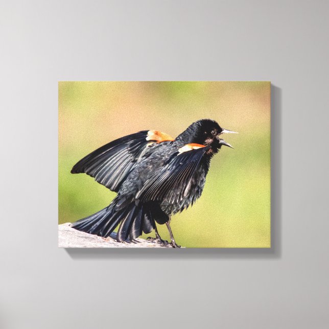 Red Winged Blackbird Singing Canvas Print (Front)