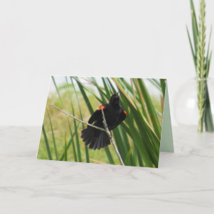 Red Winged Blackbird Singing Folded Card