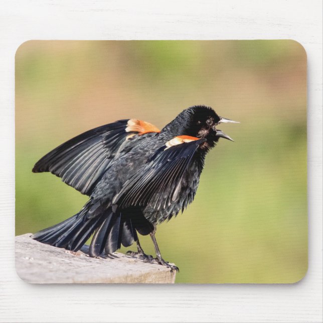 Red Winged Blackbird Singing Mouse Mat (Front)