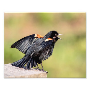 Red Winged Blackbird Singing Photo Print