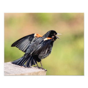 Red Winged Blackbird Singing Photo Print