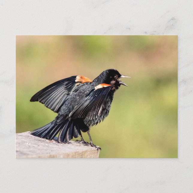Red Winged Blackbird Singing Postcard (Front)
