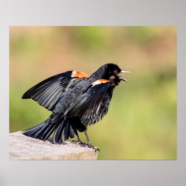 Red Winged Blackbird Singing Poster (Front)
