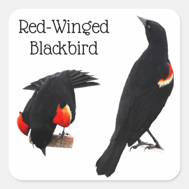 Red-Winged Blackbird Square Sticker (Front)