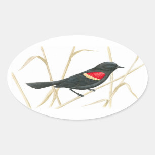 Red-Winged Blackbird Sticker