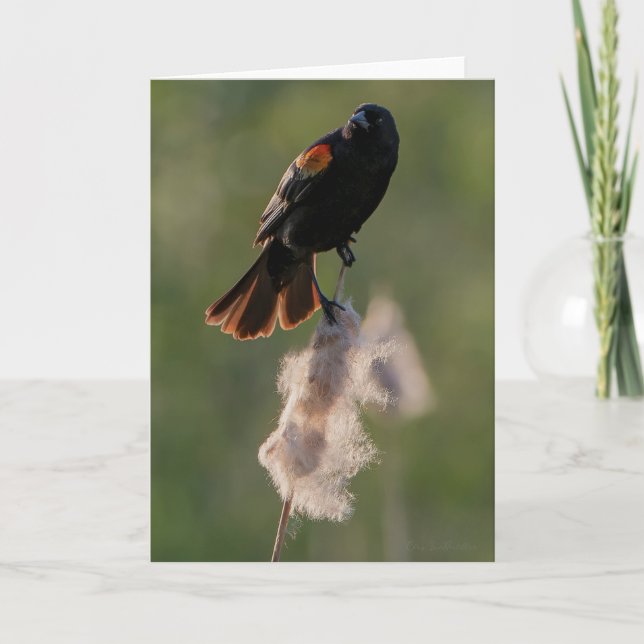 Red-winged Blackbird  Thank You Card (Front)