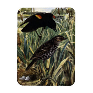 Red-Winged Blackbirds and Nest in Cattails Magnet