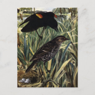 Red-Winged Blackbirds and Nest in Cattails Postcard