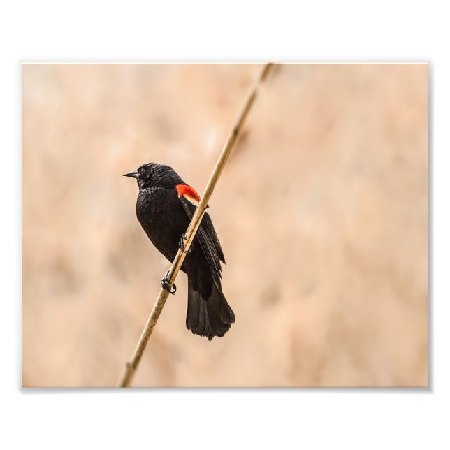 Red Winged Blackbirds in the Reeds Photography Photo Print (Front)