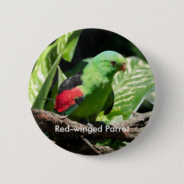 Red-winged Parrot on Tree Limb 6 Cm Round Badge (Front)
