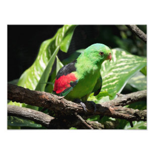 Red-winged Parrot on Tree Limb Photo Print