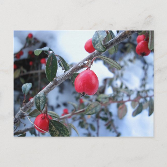 Red winter rosehip berries postcard (Front)