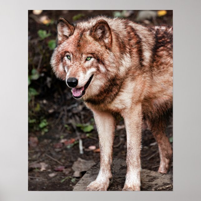 Red Wolf Cabin Style Modern Photo Poster (Front)