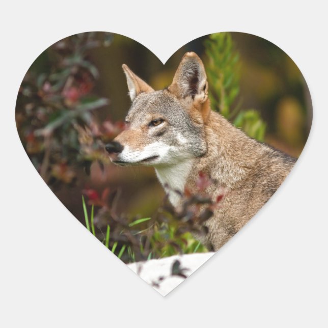 Red Wolf Heart Sticker (Front)