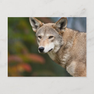 Red Wolf Postcard