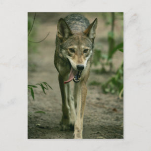 Red Wolf Postcard