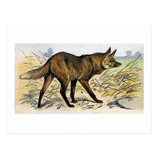Red Wolf Postcard