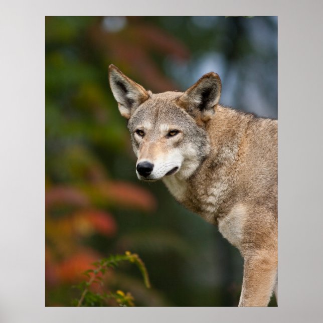 Red Wolf Poster (Front)