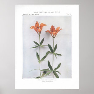 Red, Wood, or Philadelphia Lily Poster