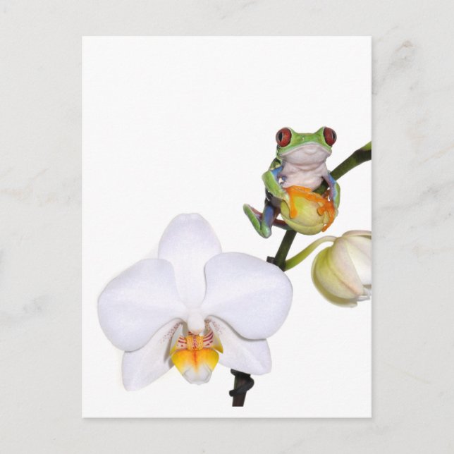 red yed tree frog on orchid postcard (Front)