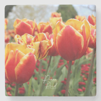Red /Yell Tulips Stone Coaster