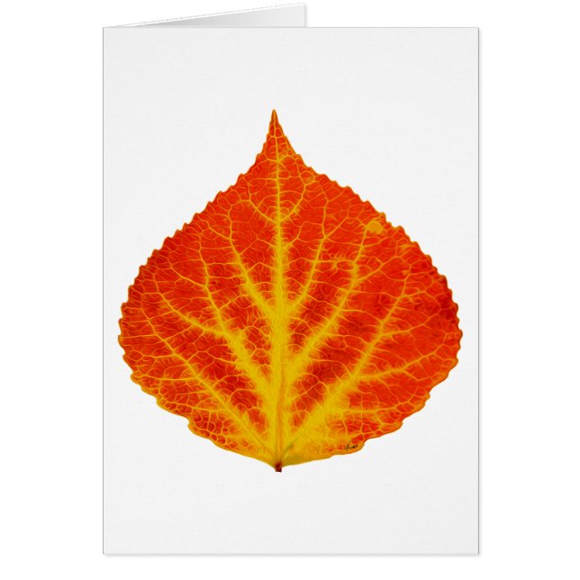 Red & Yellow Aspen Leaf #10 (Front)