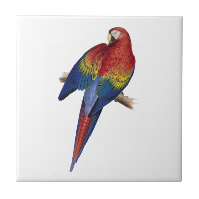 Red Yellow Blue Macaw Parrot Tile (Front)