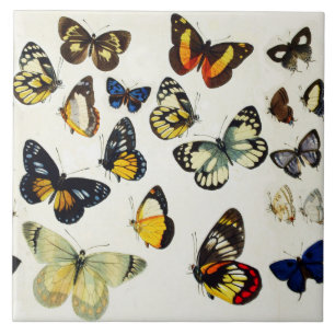 RED YELLOW BLUE WHITE BUTTERFLIES Beauty Nature Tile