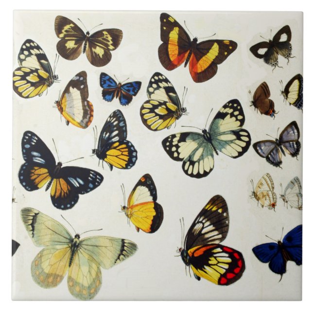 RED YELLOW BLUE WHITE BUTTERFLIES Beauty Nature Tile (Front)