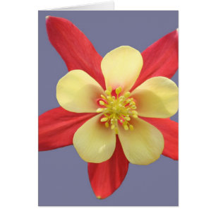 Red & Yellow Columbine Flower