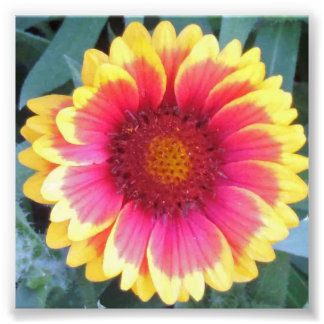RED YELLOW FLOWER PHOTO PRINT