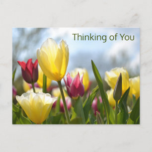 Red, Yellow & Pink Tulips Thinking of You Holiday Postcard
