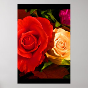 Red Yellow Rose III Poster