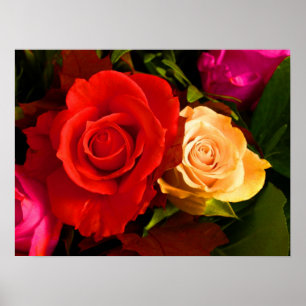 Red Yellow Rose Poster