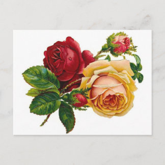 Red & Yellow Roses Postcard