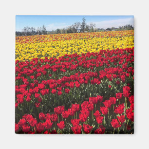 Red & Yellow Tulip Field Magnet