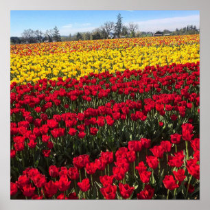 Red & Yellow Tulip Field Poster