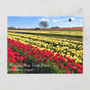 Red & Yellow Tulip Field with Hot Air Balloon Postcard