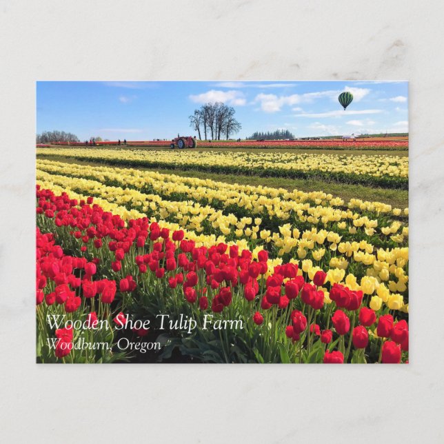Red & Yellow Tulip Field with Hot Air Balloon Postcard (Front)