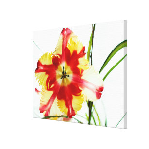 Red Yellow  Tulip Floral Botanical Photography Canvas Print