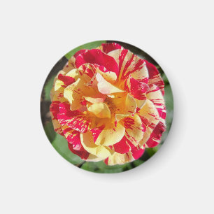 Red & Yellow Variegated Rose Magnet