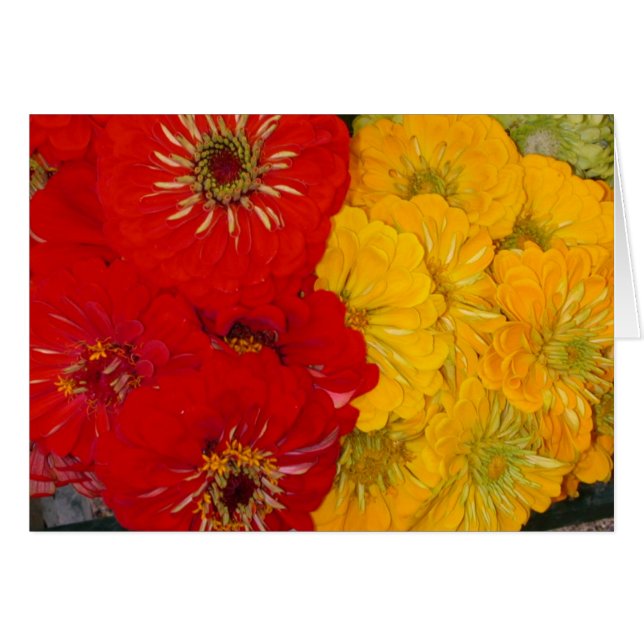Red & Yellow Zinnias (Front Horizontal)