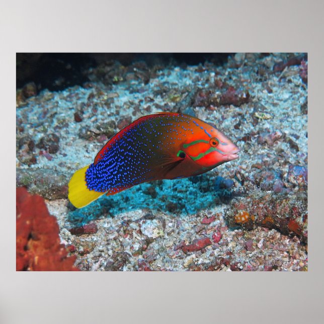 Red/Yellowtail Coris Poster (Front)