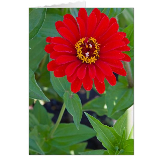 Red Zinnia 2 Card