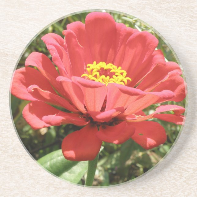 Red Zinnia Coasters (Front)