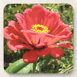Red Zinnia Cork Coaster