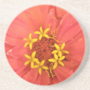 Red Zinnia Macro Coasters