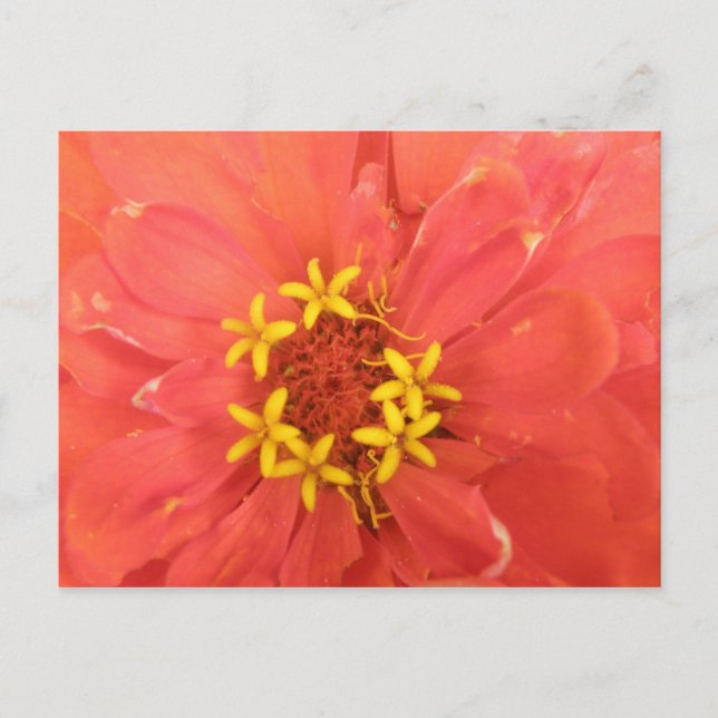 Red Zinnia Macro Postcard (Front)