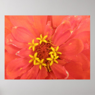 Red Zinnia Macro Print